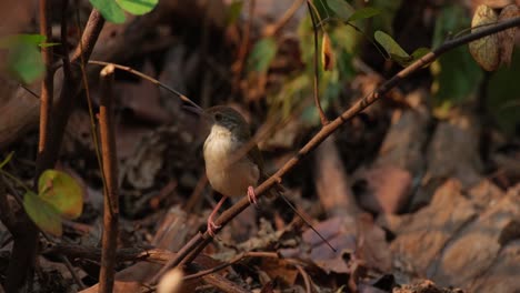 Seen-perched-on-a-bent-branch-looking-around-during-a-very-hot-afternoon,-Common-Tailorbird-Orthotomus-sutorius-Foraging,-Thailand