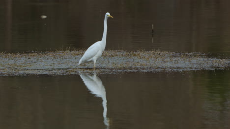 Silberreiher-Angeln-Auf-Einem-See