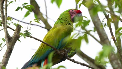 Great-green-macaw-perched-on-tree-branch-in-its-natural-habitat,-close-up-shot-of-a-critically-endangered-bird-species