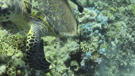 Schildkröte-In-Begleitung-Eines-Schiffshalterfisches-Am-Korallenriff-Des-Roten-Meeres-In-Ägypten,-Aufgenommen-Mit-4K