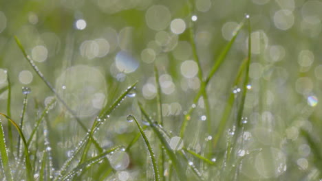Dew-covered-grass-with-sparkling-bokeh-highlights