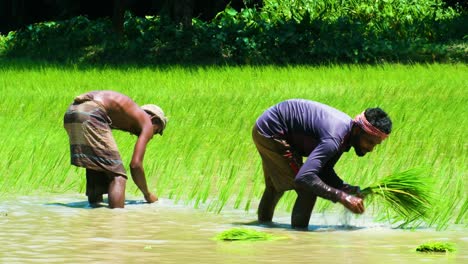 Dos-Agricultores-Asiáticos,-Plantando-Plántulas-De-Arroz,-Hombres-Trabajadores-Con-Teleobjetivo