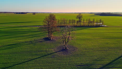 Nature-aerial-green-landscape-grass-with-orange-dead-tree,-clear-blue-sky-horizon