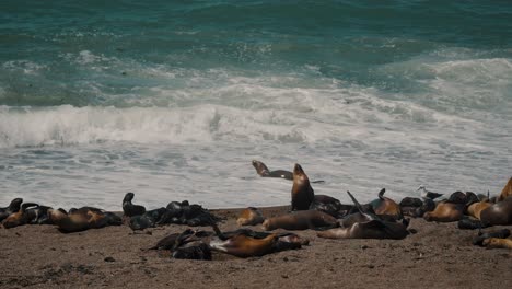 Basking-Colony-Of-Sea-Lions-In-Peninsula-Valdes,-Patagonia,-Argentina