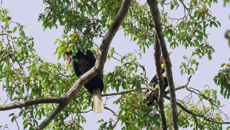 Zwei-Individuen-Auf-Nahrungssuche,-Und-Dann-Dreht-Sich-Das-Männchen-Um,-Springt-Auf-Einen-Ast-Und-Gibt-Dem-Weibchen-Eine-Frucht,-Kranzhornvogel-Rhyticeros-Undulatus,-Männchen-Und-Weibchen,-Thailand