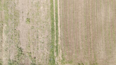 Drone-flies-over-green-agriculture-field