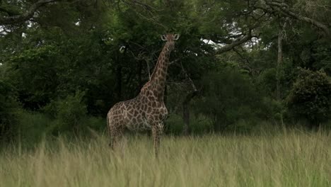 Giraffe-standing-alone-in-the-bush