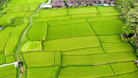 Paisaje-Natural-De-Campos-De-Arroz-En-Bali,-Indonesia---Toma-Aérea-De-Drones