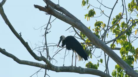 Facing-to-the-left-then-preens-itself-while-perched-up-high-a-tree,-Asian-Woolly-necked-Stork-Ciconia-episcopus,-Near-Threatened,-Thailand