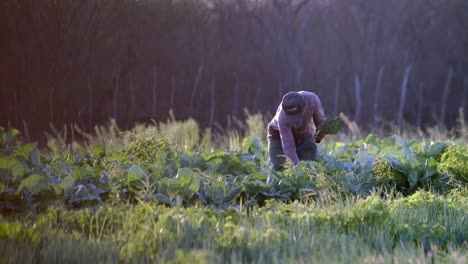 Campo-De-Repollo,-El-Agricultor-Inspecciona-Cuidadosamente-Cada-Planta-Seleccionando-La-Mejor