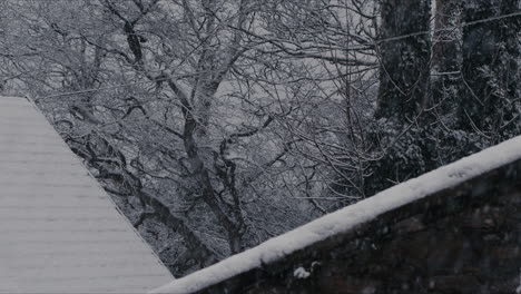 Snow-falling-on-trees-and-house-slow-motion