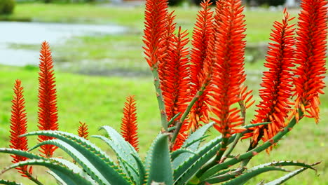 Flores-De-Color-Naranja-Vivo-De-Una-Planta-Saludable-De-Aloe-Vera-Que-Contrasta-Con-El-Fondo-Verde