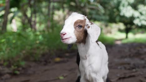 Primer-Plano-De-Cabrito,-Curioso-Cabrito-Blanco,-Lindos-Cabritos-Con-Pelaje-Blanco,-Cabrito-Capra-Hircus