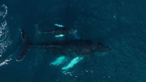 Humpback-whale-calf-keeps-breaking-surface-as-it-swims-near-mom,-aerial-tracking