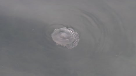 Medusas-Nadando-Lentamente-En-La-Superficie-Del-Mar-Cerca-De-La-Costa-De-Dubai,-Emiratos-árabes-Unidos