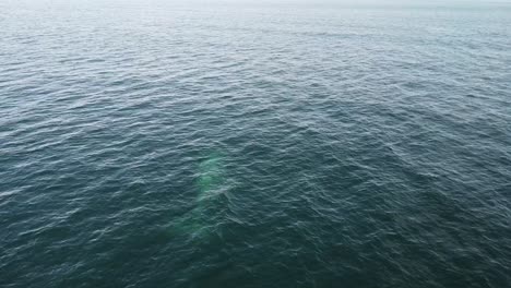 Ein-Grauwal-Schwimmt-Im-Blauen-Wasser-Von-Baja-California-Sur,-Mexiko,-Luftaufnahme