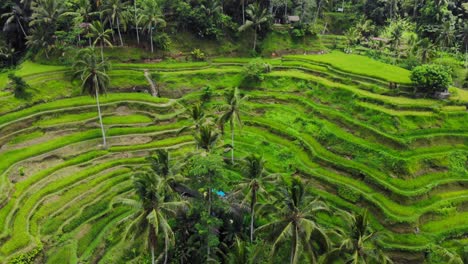 Wunderschöne-Tegallalang-Reisterrassen-Auf-Bali,-Indonesien