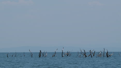 Dead-Hydroponic-Trees-Submerged-In-The-Waters-Of-Lake-Kariba-In-Africa