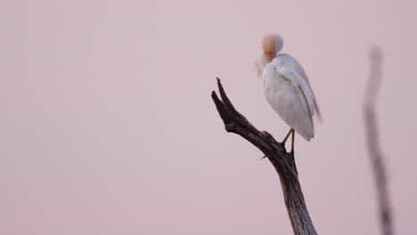 Cattle-Egret-On-Tree-Branch-Preening-Its-Feathers-At-Lake-Kariba-In-Africa