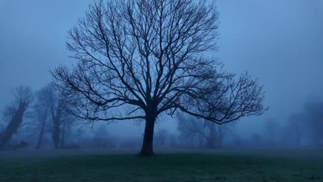 Einsamer-Baum-Im-Nebel-Von-Glarus,-Schweiz