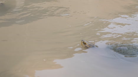 Head-of-sea-turtle-popping-out-of-murky-colored-pond-water-with-shell