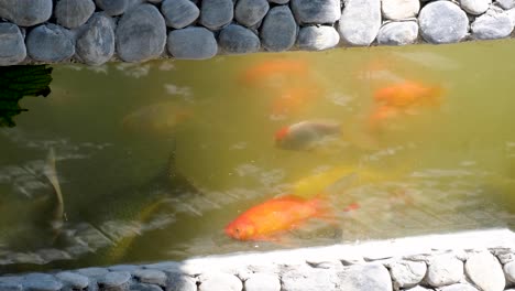 Side-glass-underwater-view-of-koi-carp,-goldfish-and-other-fish-swimming-in-garden-pond