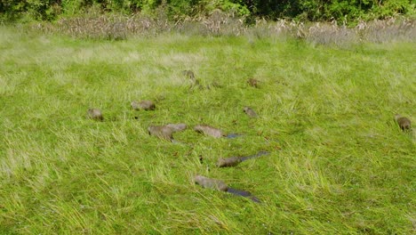 Group-of-capybaras-with-birds-in-lush-field,-Arauca,-Colombia,-in-natural-habitat
