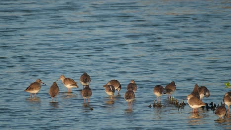 Seen-resting-and-preening-in-the-middle-of-the-water-and-one-individual-moves-to-the-right,-Common-Redshank-or-Redshank-Tringa-totanus,-Thailand