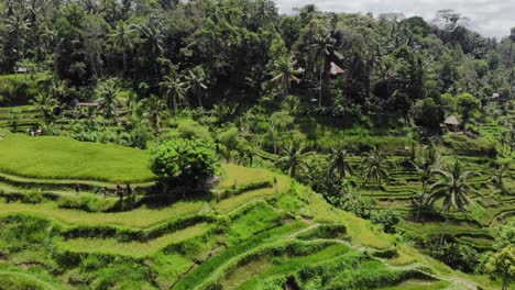 Aerial-view-Of-Tegalalang-Rice-Terraces-and-lush-jungle-In-Gianyar,-Bali,-Indonesia