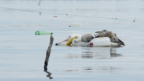 Young-Great-white-pelican-trying-to-eat-hand-made-plastic-buoy-Lake-kerkini