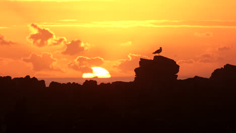 Yellow-sun-sets-over-ocean-horizon-with-silhouette-of-yawning-seagull-on-rocks