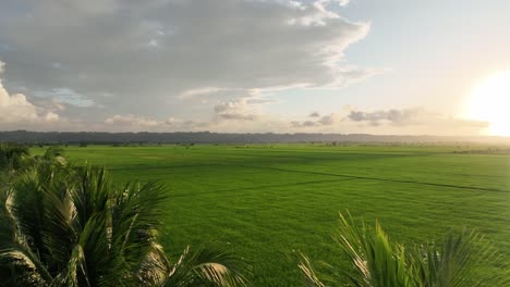 Luftaufnahme-über-Riesige-Reisfelder-In-San-Francisco-De-Macoris-In-Der-Dominikanischen-Republik