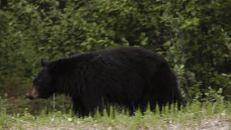 A-large-black-bear-is-captured-meandering-through-the-dense-forest-underbrush,-searching-for-food-amongst-the-greenery,-illuminated-by-the-soft-light-of-an-early-spring-afternoon