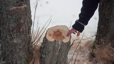 A-Man-Is-Touching-Freshly-Cut-Tree-Stump