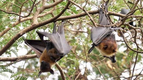 The-Lyle's-flying-fox-or-the-bat-hens-sleep-with-their-heads-hanging-on-trees-and-Flying-in-and-out-of-the-trees