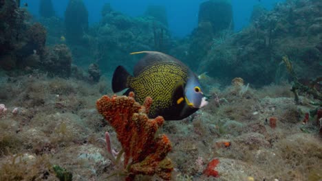 Ein-Französischer-Kaiserfisch,-Der-Bei-Einem-Schönen-Tauchgang-In-Der-Nähe-Des-Riffs-Schwimmt