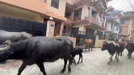 Esto-Es-Algo-Común-En-Katmandú,-Ver-Búfalos,-Cabras,-Ovejas-O-Gallinas-Compartiendo-Felices-La-Concurrida-Ciudad-Con-Nosotros.