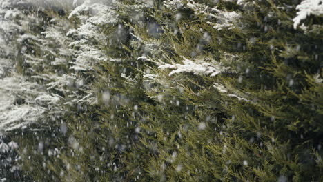 Snowfall-in-front-of-green-canopy-of-trees