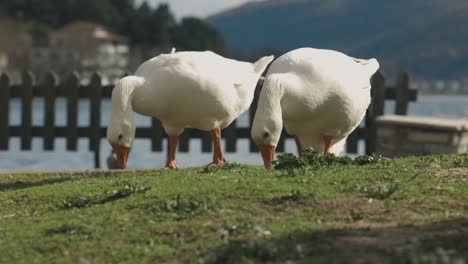 Eine-Nahaufnahme-Einer-Gruppe-Weißer-Enten,-Die-Grüne-Grasblätter-Fressen,-Ein-Blauer-See-Und-Wunderschöne-Berge-Im-Hintergrund,-Verträumte-Exotische-Tierwelt,-Herbsttöne,-HF-Objektiv,-4K-Video,-Europäische-Stimmung