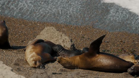 Seelöwenjunge-Ernähren-Sich-Von-Muttermilch-Am-Strand-Der-Halbinsel-Valdes,-Patagonien,-Argentinien