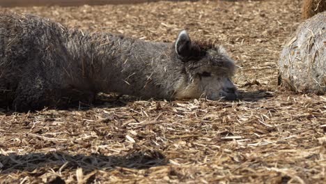 Sleepy-Alpaca-lying-on-the-ground-between-straw-in-nature