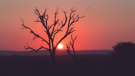 Afrikanische-Sonnenuntergangsszene-Während-Der-Goldenen-Stunde,-Eine-Silhouette-Eines-Baumes-Und-Ein-Orangefarbener-Himmel