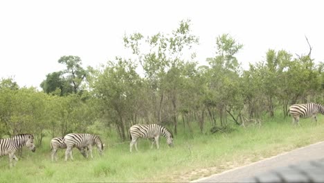Zebra-grazing-by-the-side-of-the-road