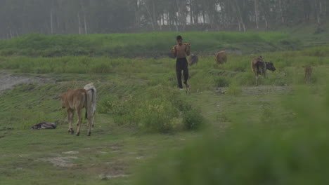 Bangladeschischer-Junge,-Der-Allein-Auf-Einer-Wiese-Voller-Kühe-Spazieren-Geht