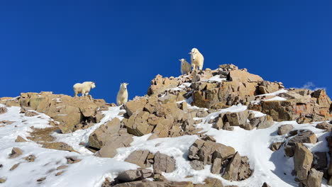 Rocky-Mountain-Goat-Sheep-Herd-family-wildlife-animals-top-of-peaks-stomping-territorial-blue-sky-sunny-Colorado-fourteener-peaks-first-snow-National-Geographic-high-elevation-nature-wide-static-shot