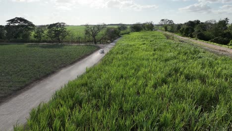 Coches-Circulando-Por-Campos-De-Caña-De-Azúcar,-Higueral,-La-Romana-En-República-Dominicana