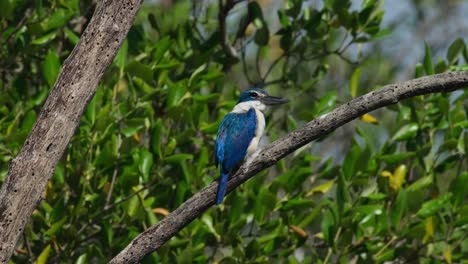 Die-Kamera-Zoomt-Heran-Und-Gleitet-Nach-Links,-Während-Er-Auf-Einem-Diagonalen-Ast-Sitzt,-Von-Seinem-Rücken-Nach-Rechts-Gesehen,-Halsband-Eisvogel-Todiramphus-Chloris,-Thailand