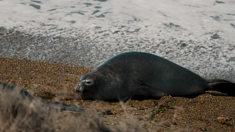 Elefante-Marino-Durmiendo-En-La-Orilla-De-La-Playa-Con-Olas-Espumosas-En-Verano-En-La-Península-De-Valdés,-Chubut,-Argentina