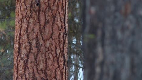 Red-Bark-Of-Pine-Trees-In-Boise-National-Forest,-Idaho,-United-States