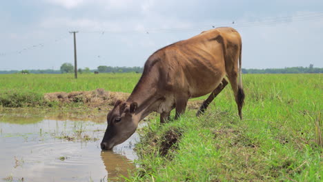 En-Un-Día-Soleado,-Una-Vaca-De-Color-Marrón-Pastando-Y-Bebiendo-Agua-En-El-Campo-Agrícola,-Agua-Potable-De-Animales-Mamíferos